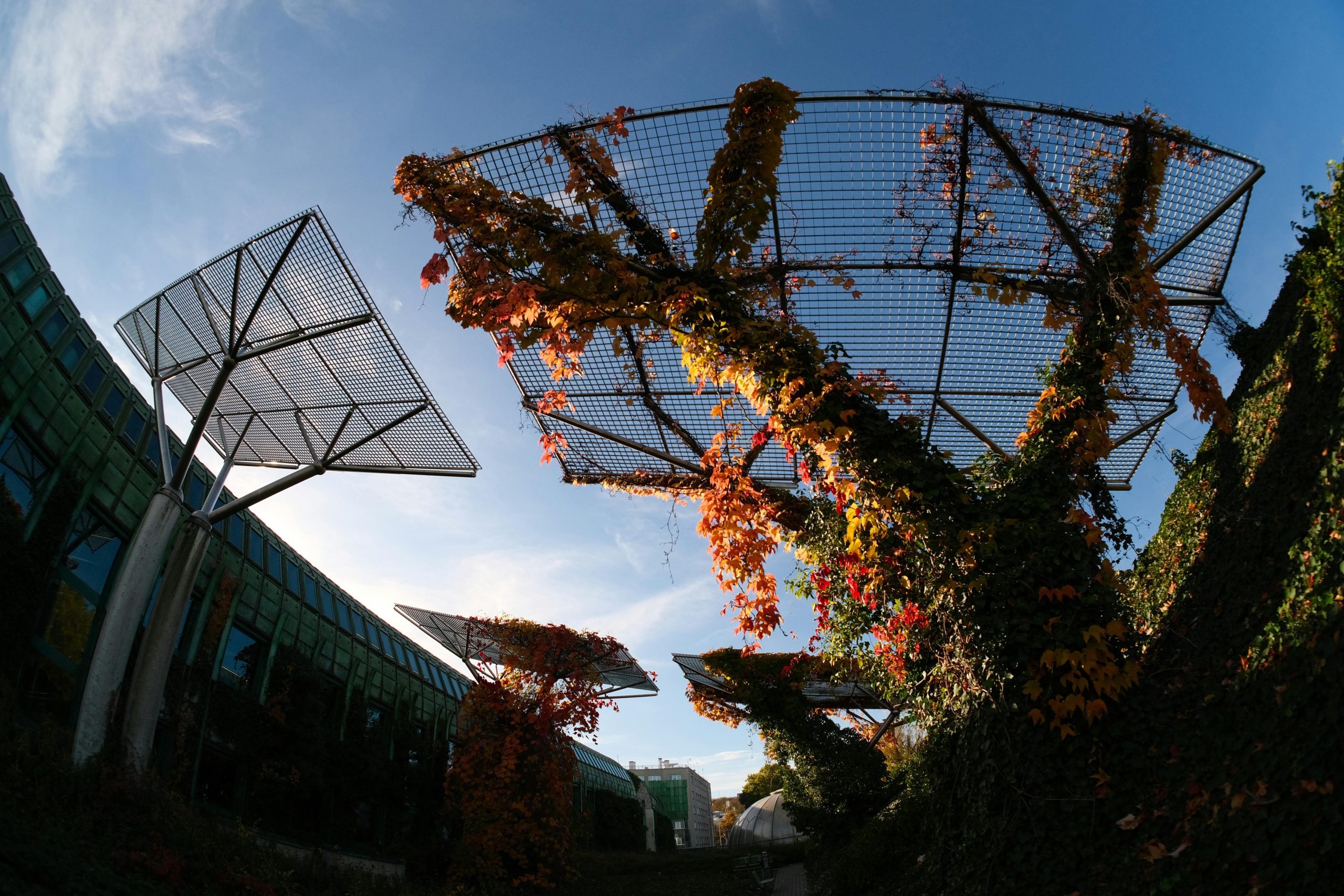 Plantas creciendo en el techo de un espacio urbano.
